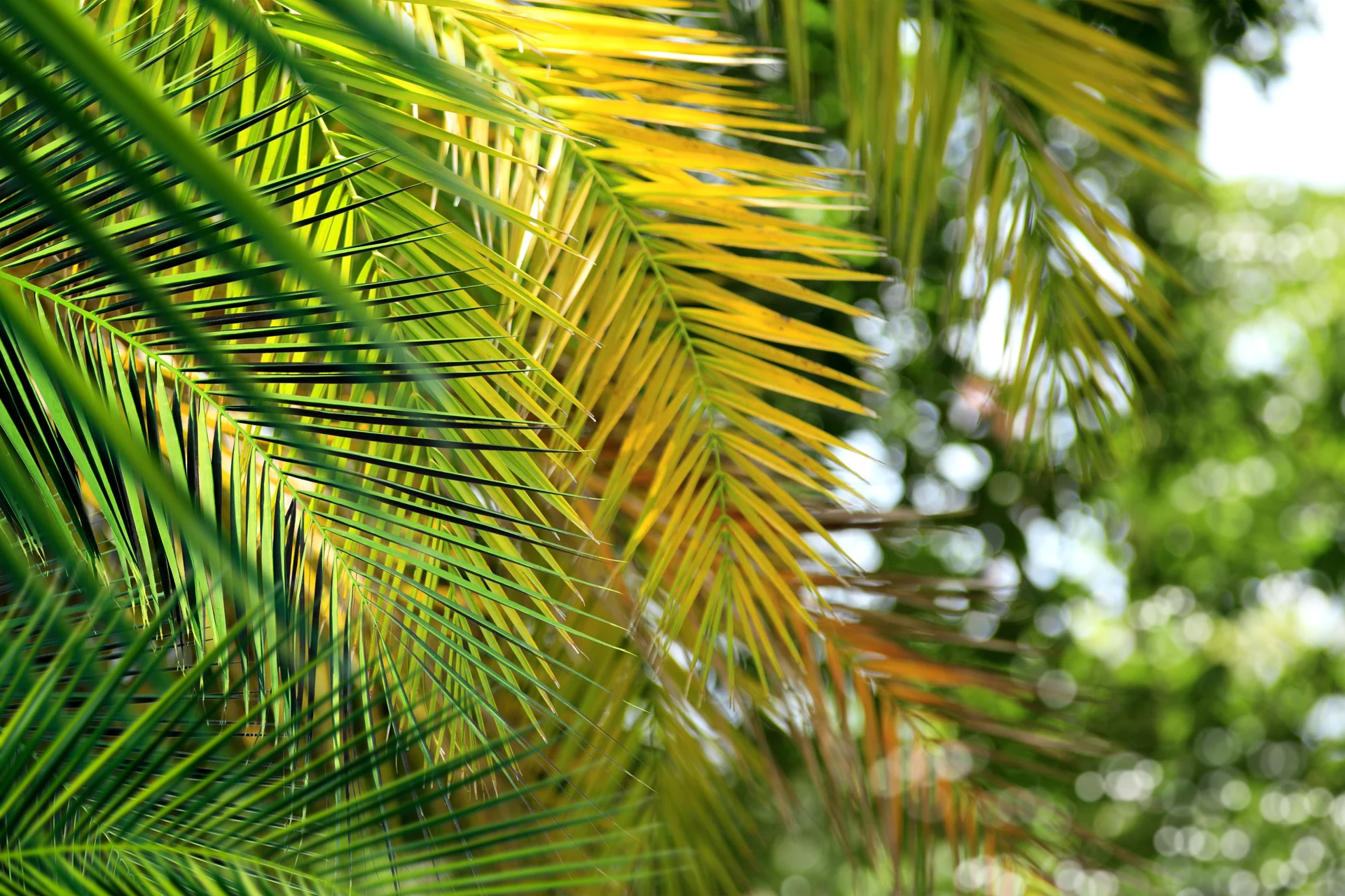 florida vegetation