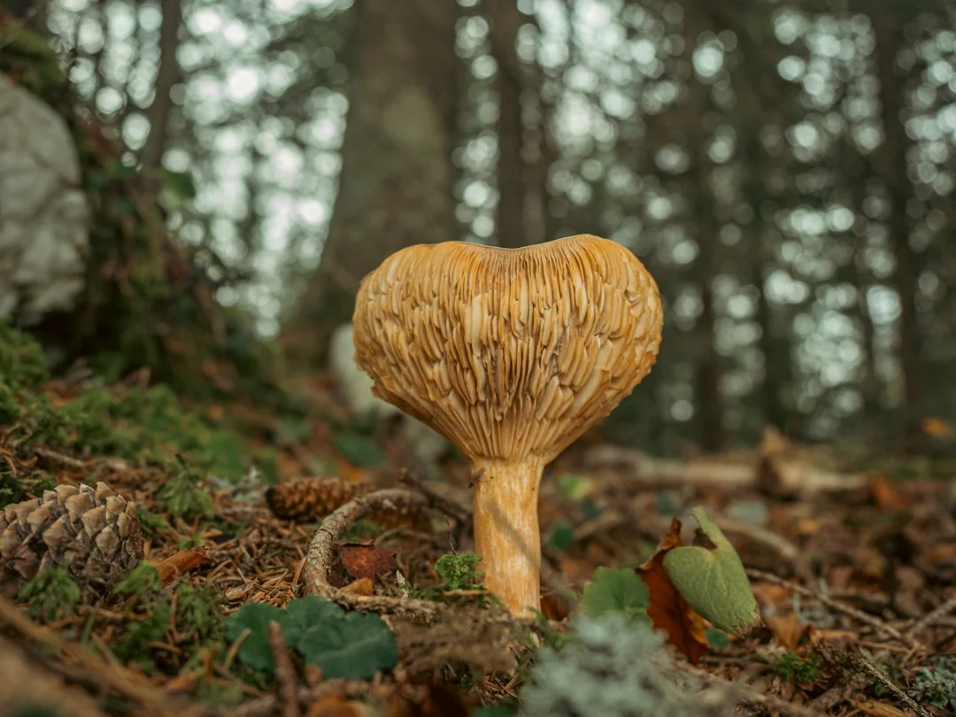 landscape biodiversity