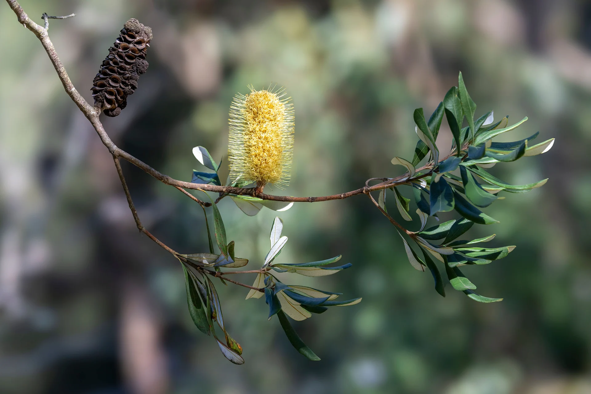 native plants