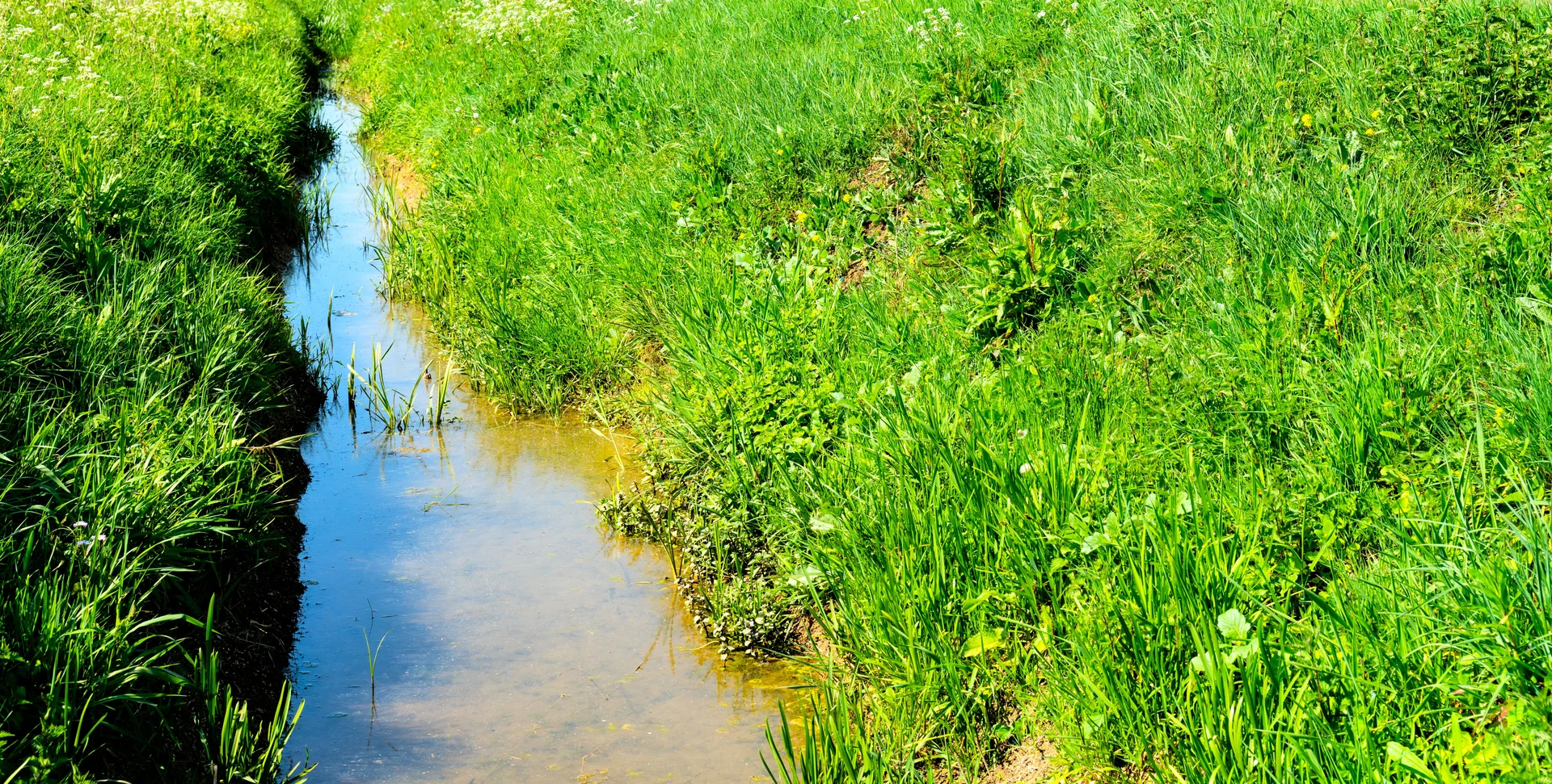 educational bio-swale