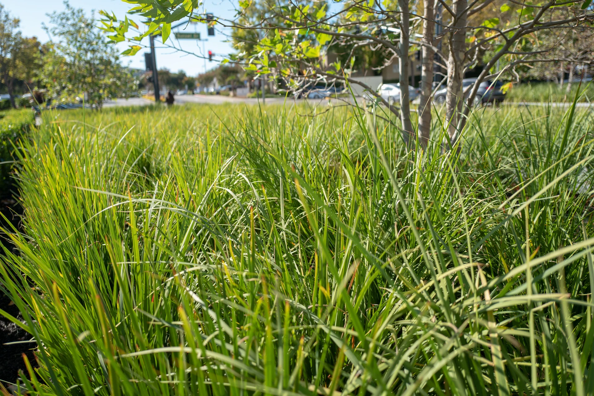 seasonal bioswale