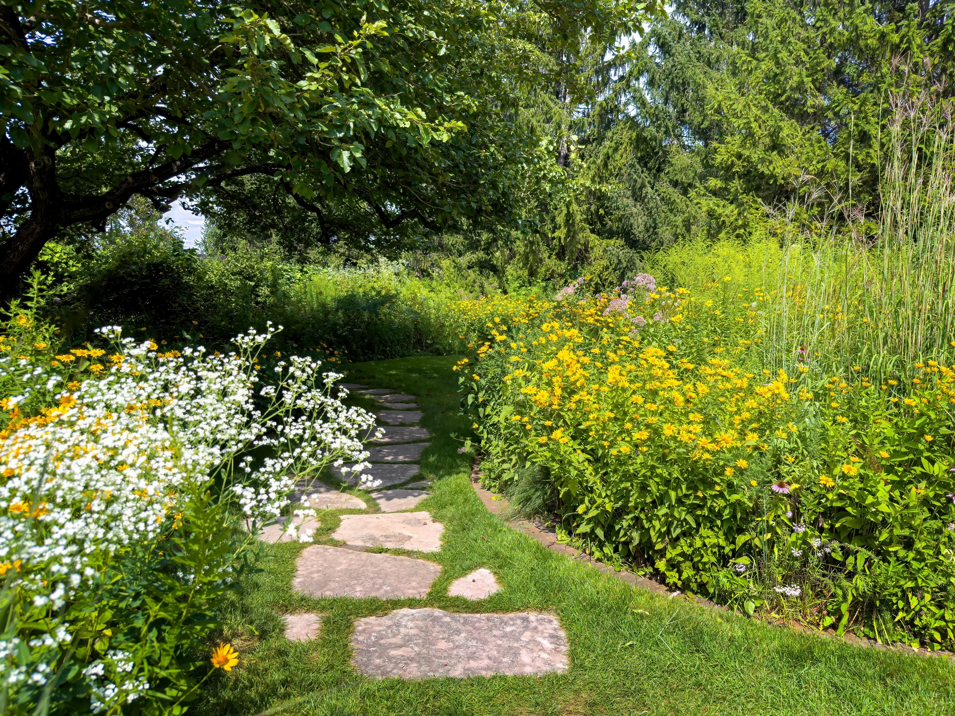 native plants gardening
