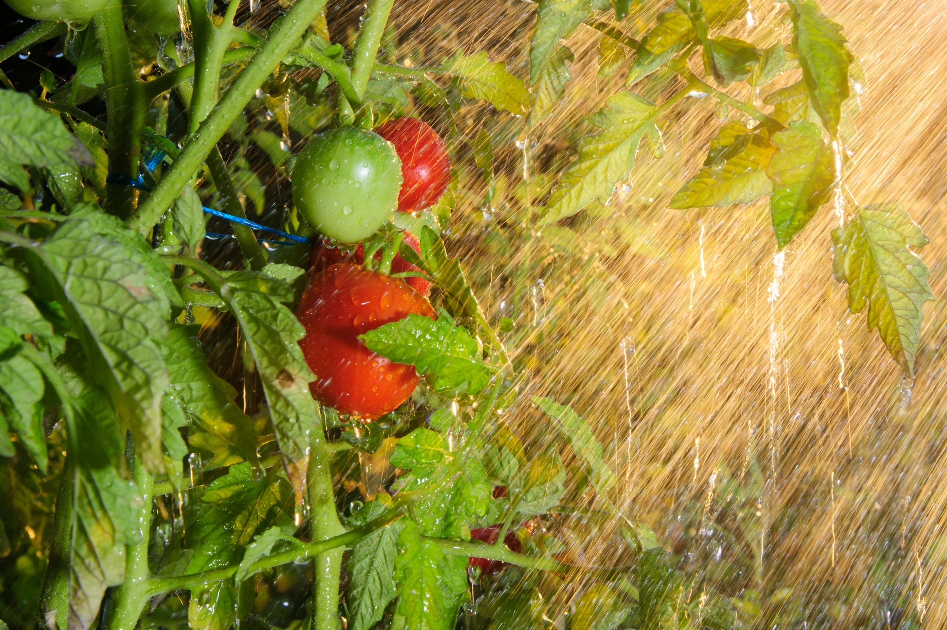 rainwater harvesting