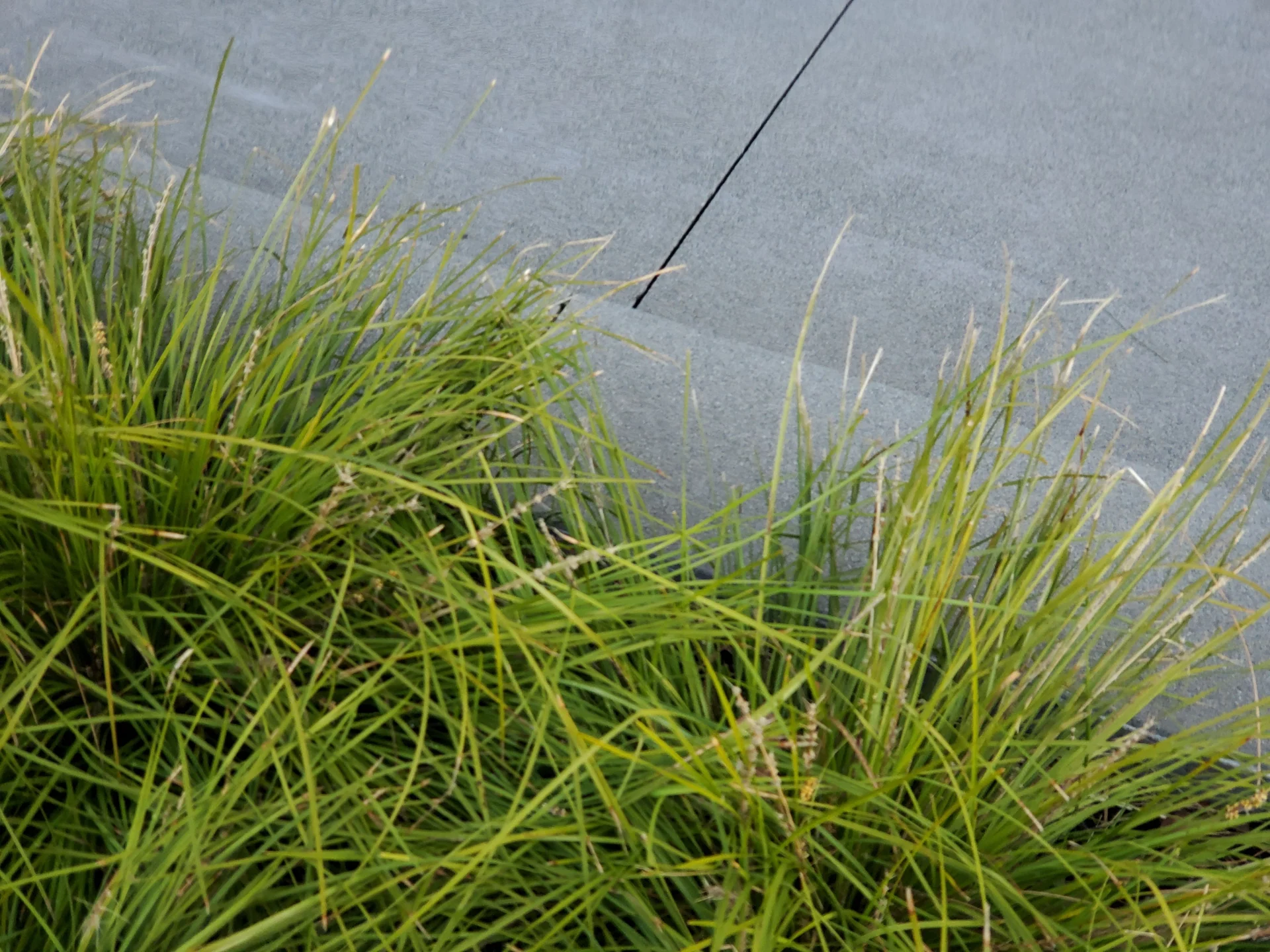 urban bio-swale