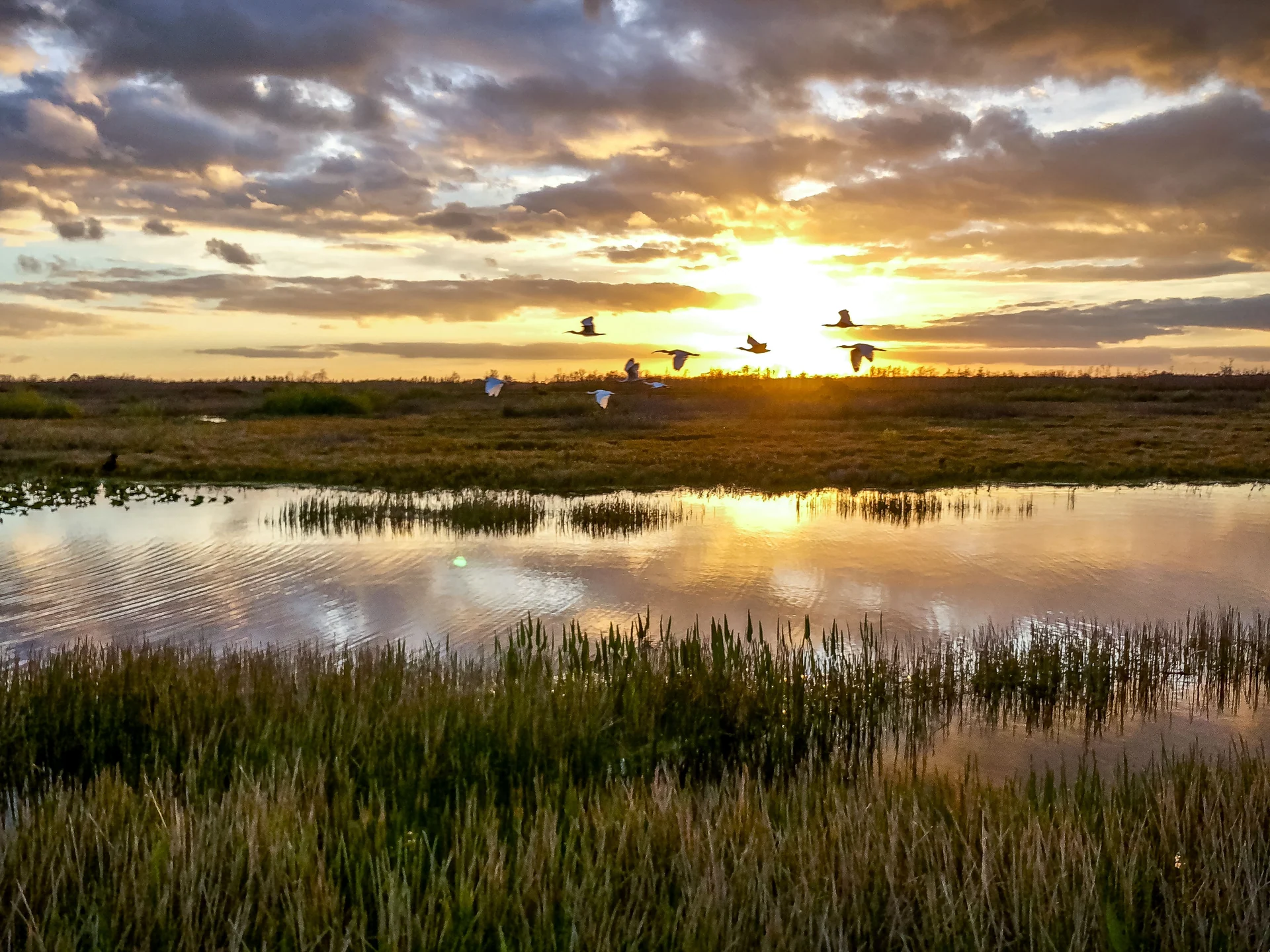 florida wetlands