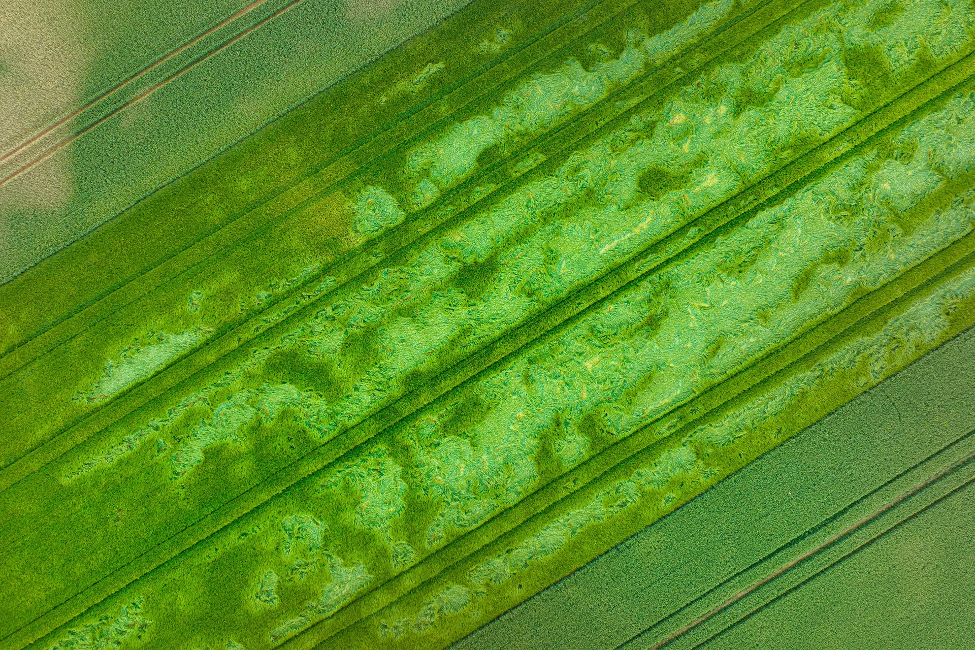 bio swale design