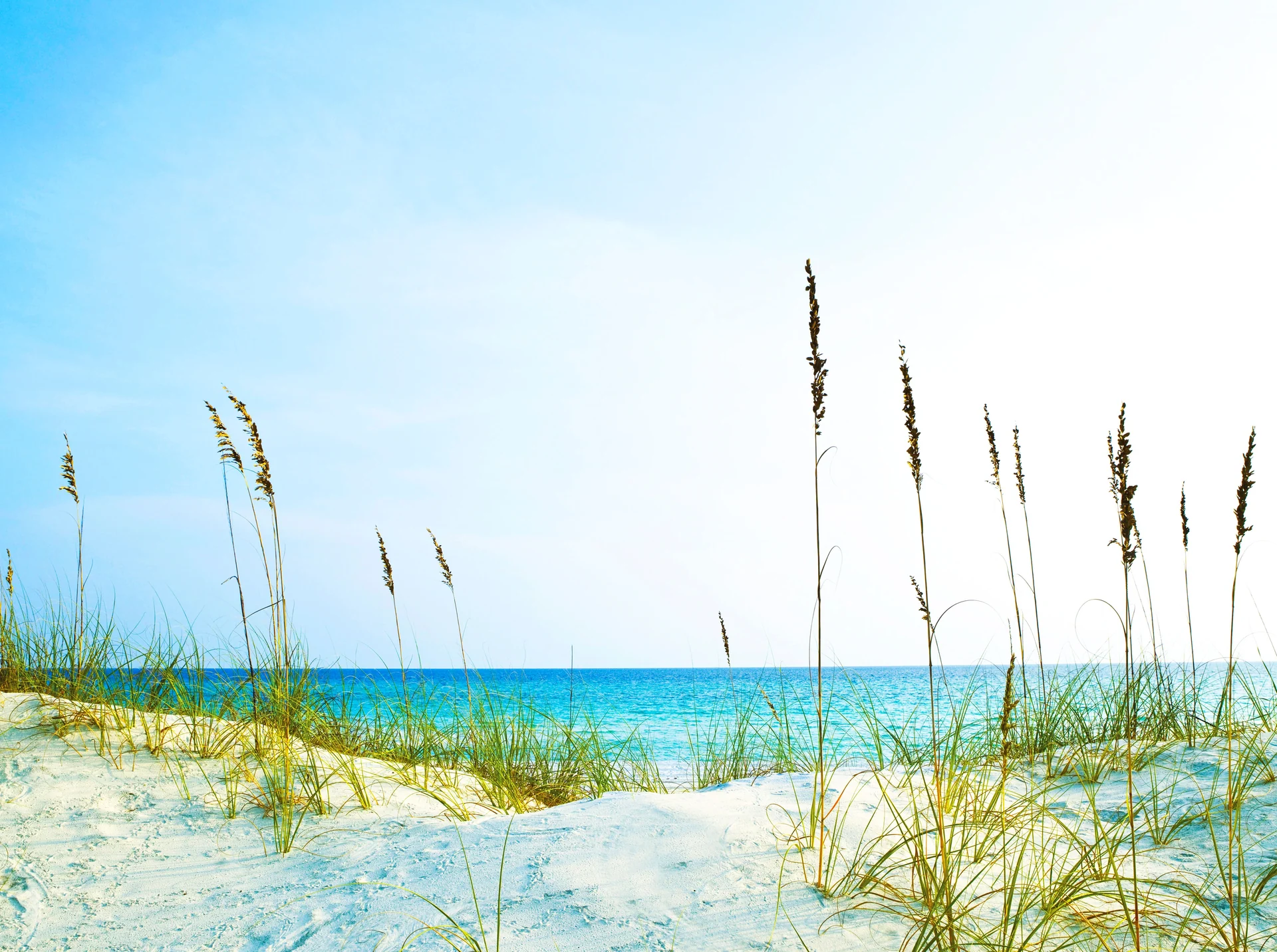 florida landscape