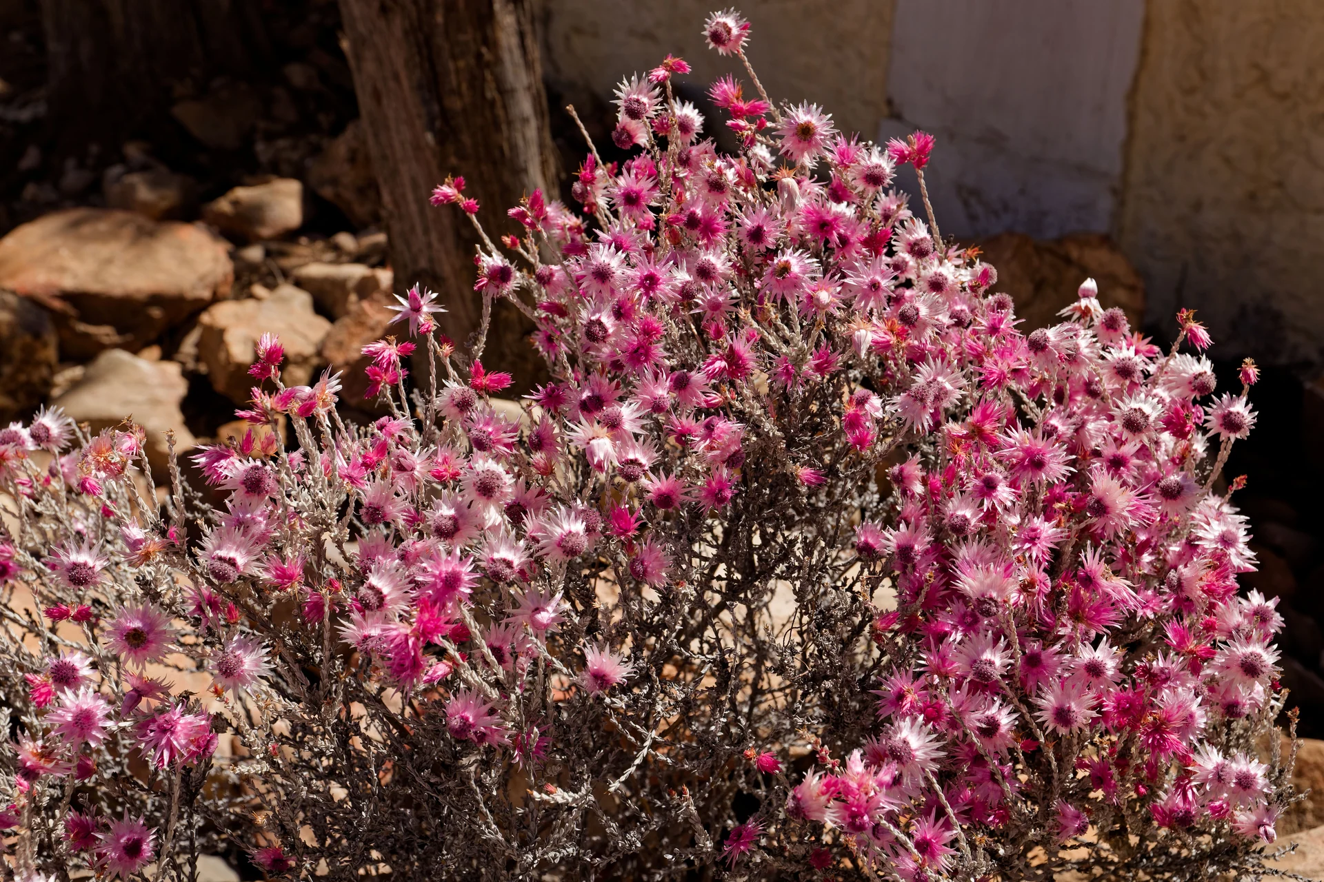 native plants