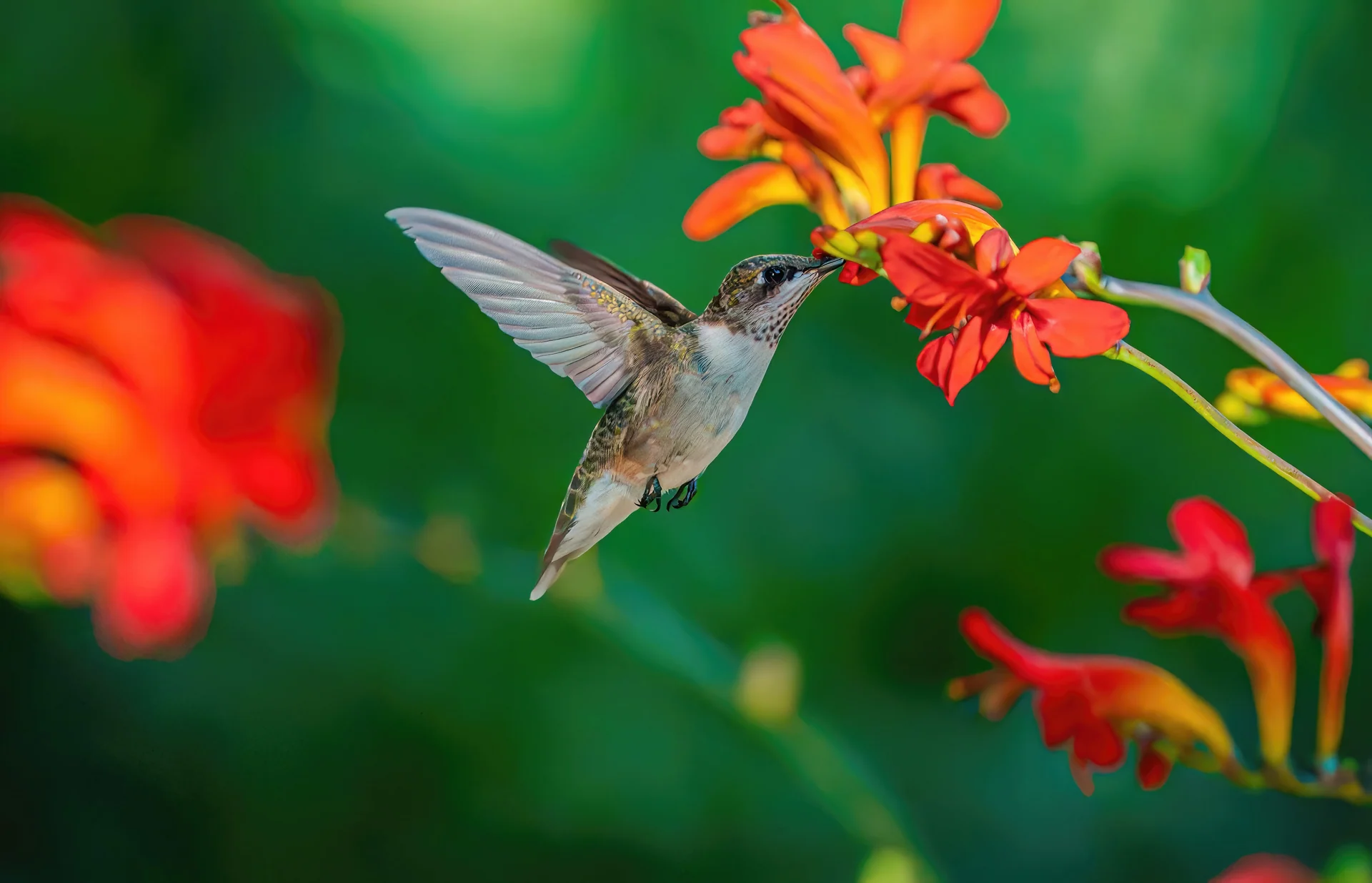 pollinator garden