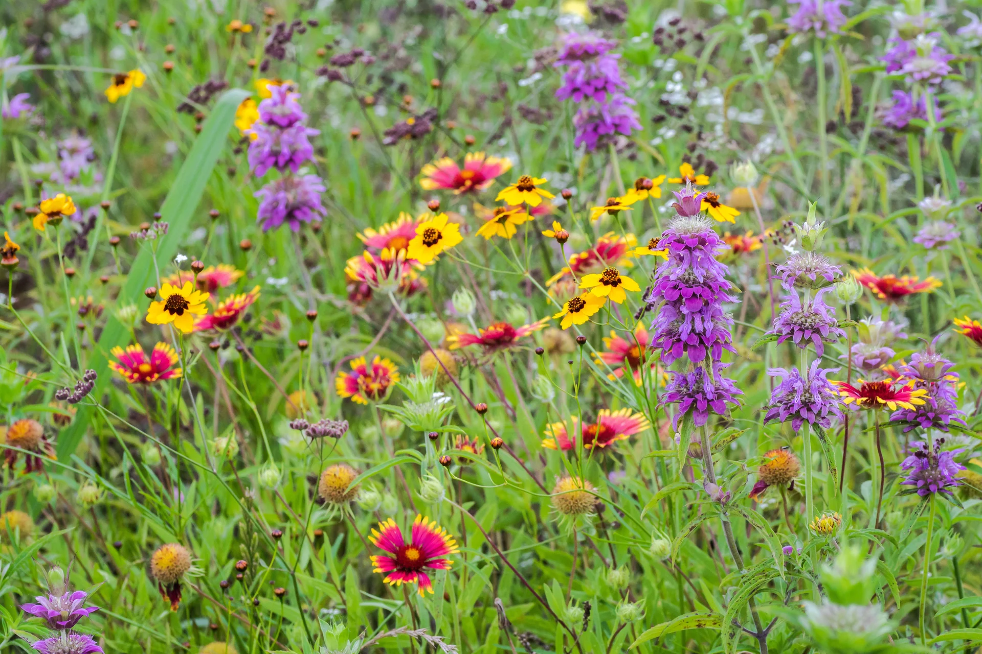 native plants