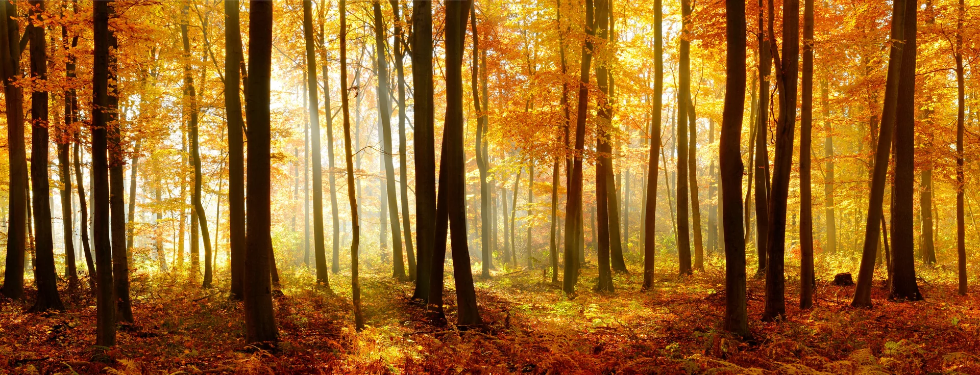 autumn landscape