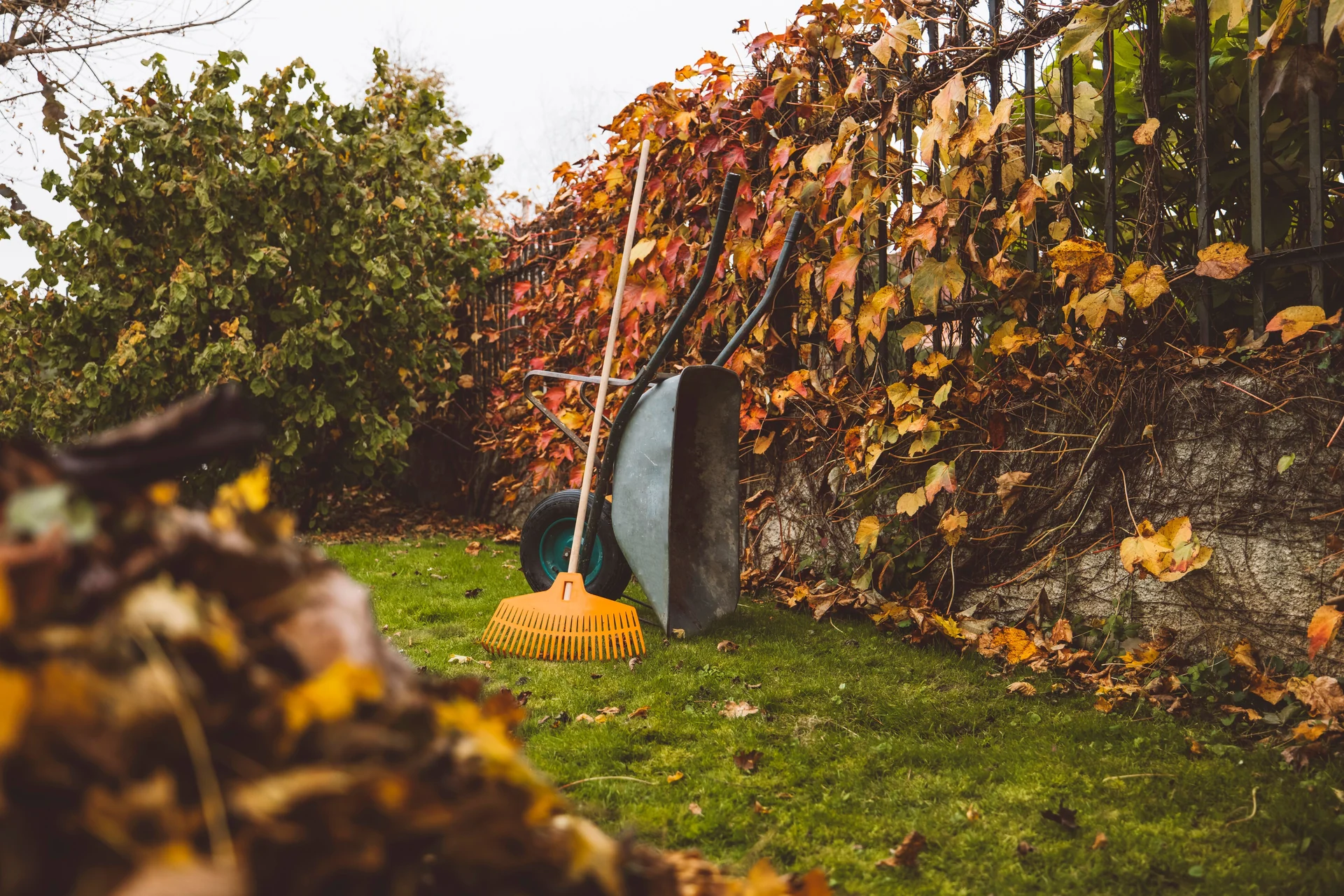 backyard maintenance