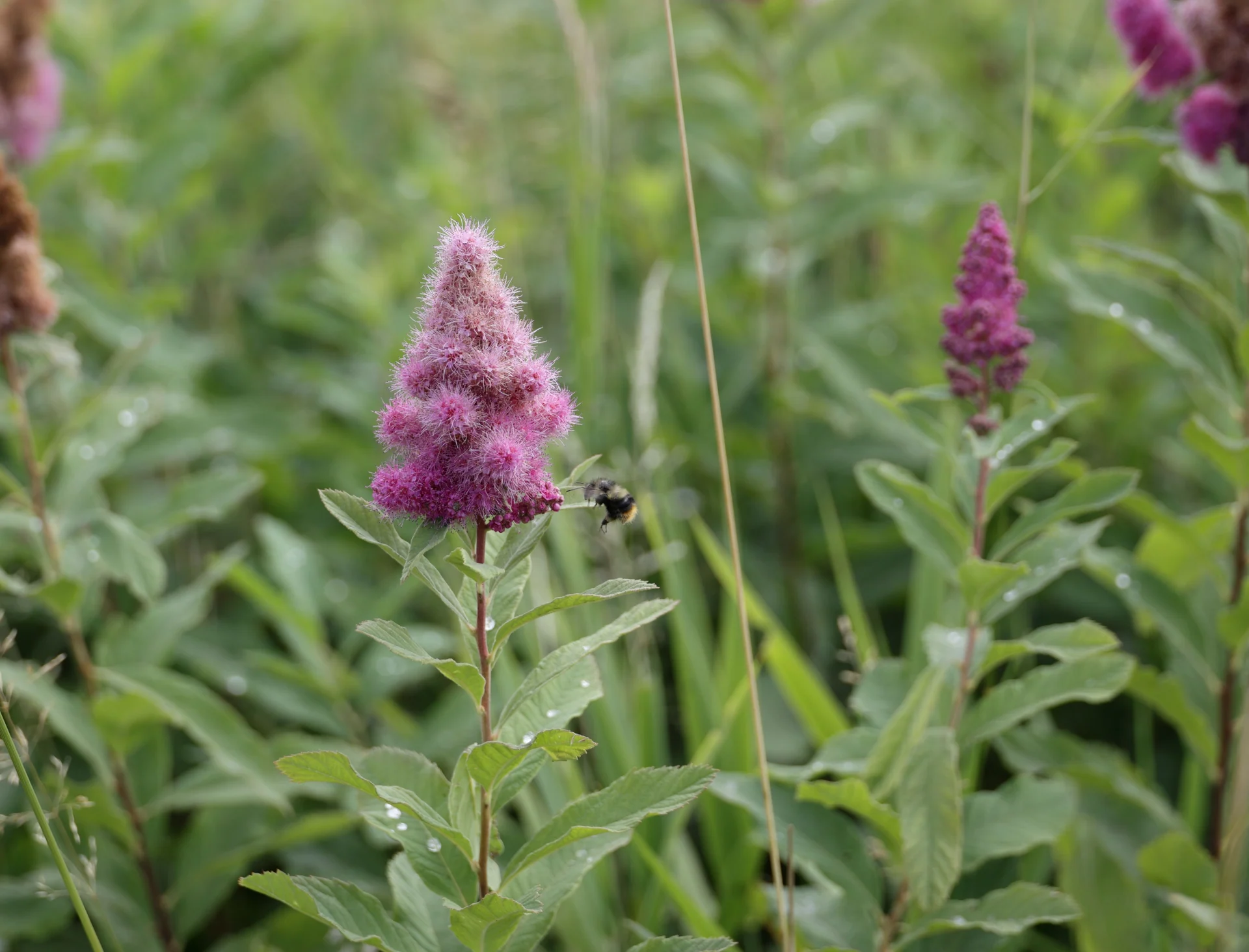 native plants