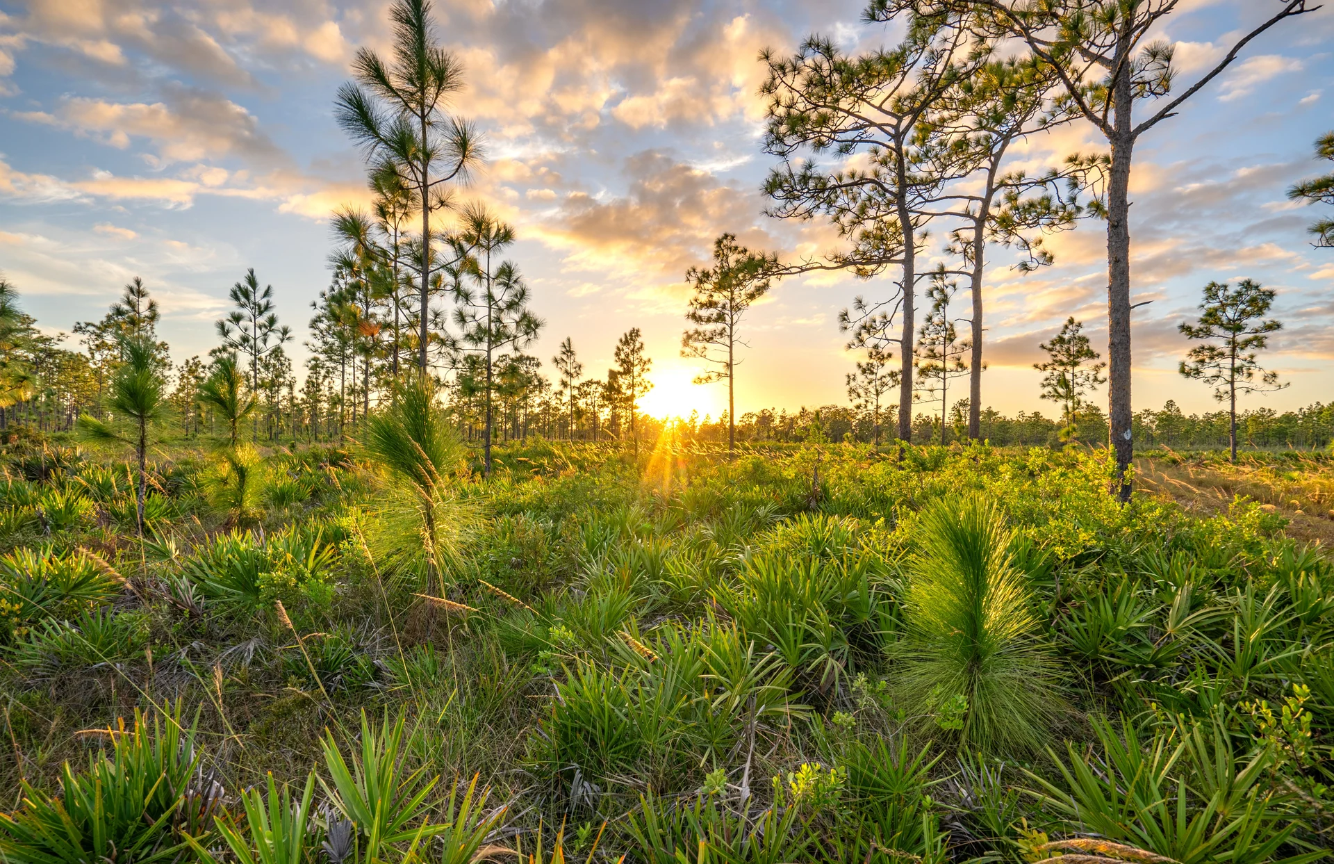 florida landscape