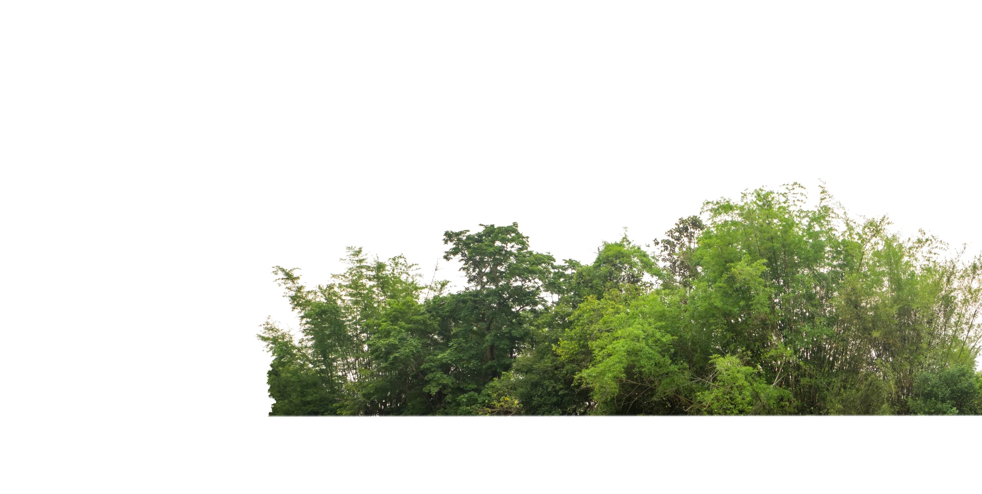 bio-swale greenery