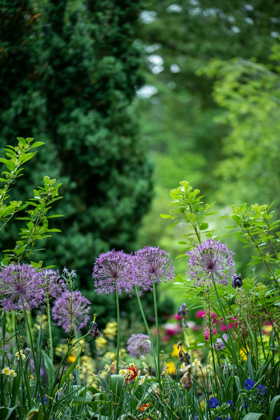 bio-swale garden