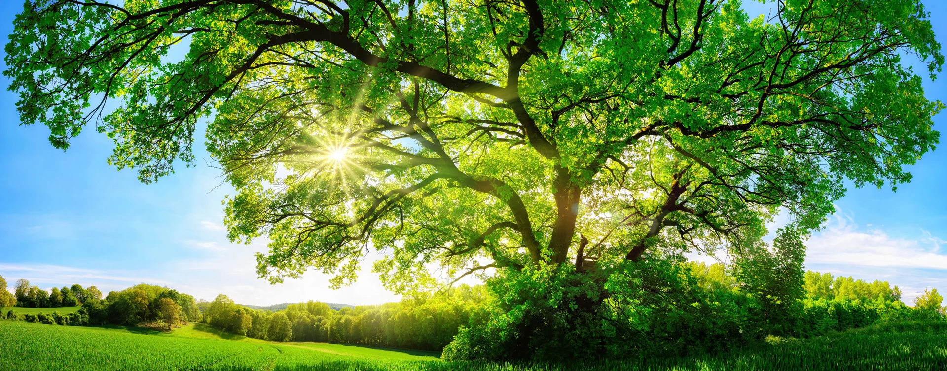 landscape plants