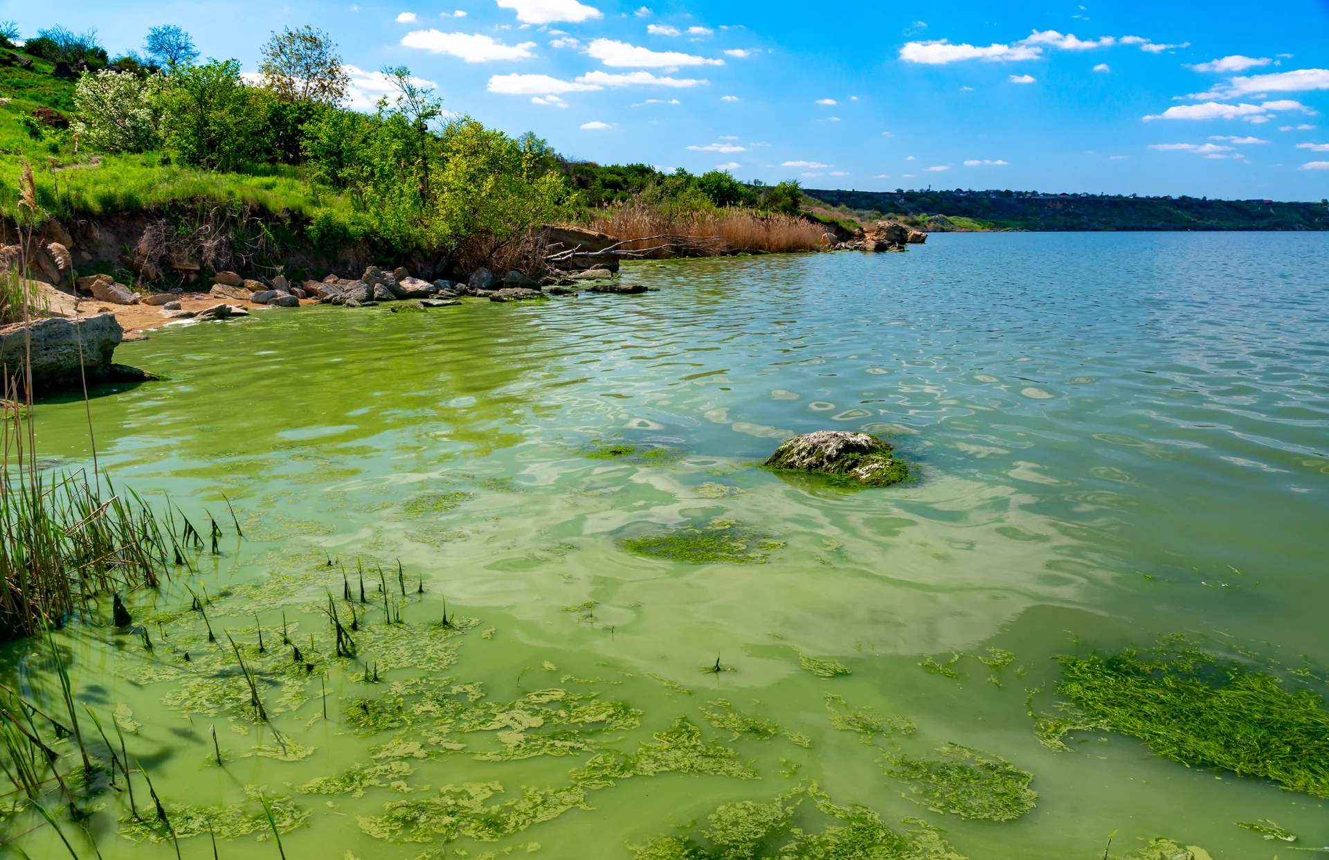 algal bloom