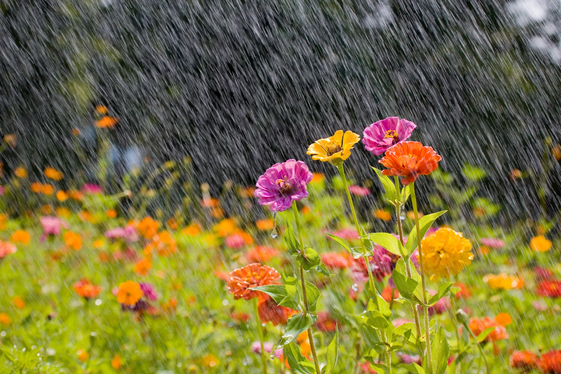 rain garden