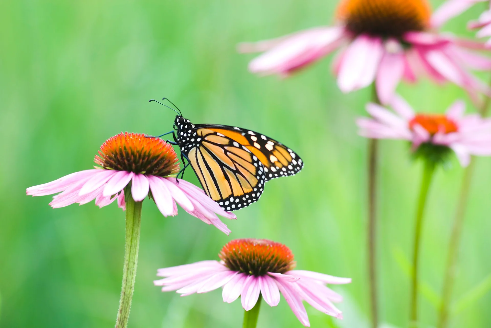 native plants garden