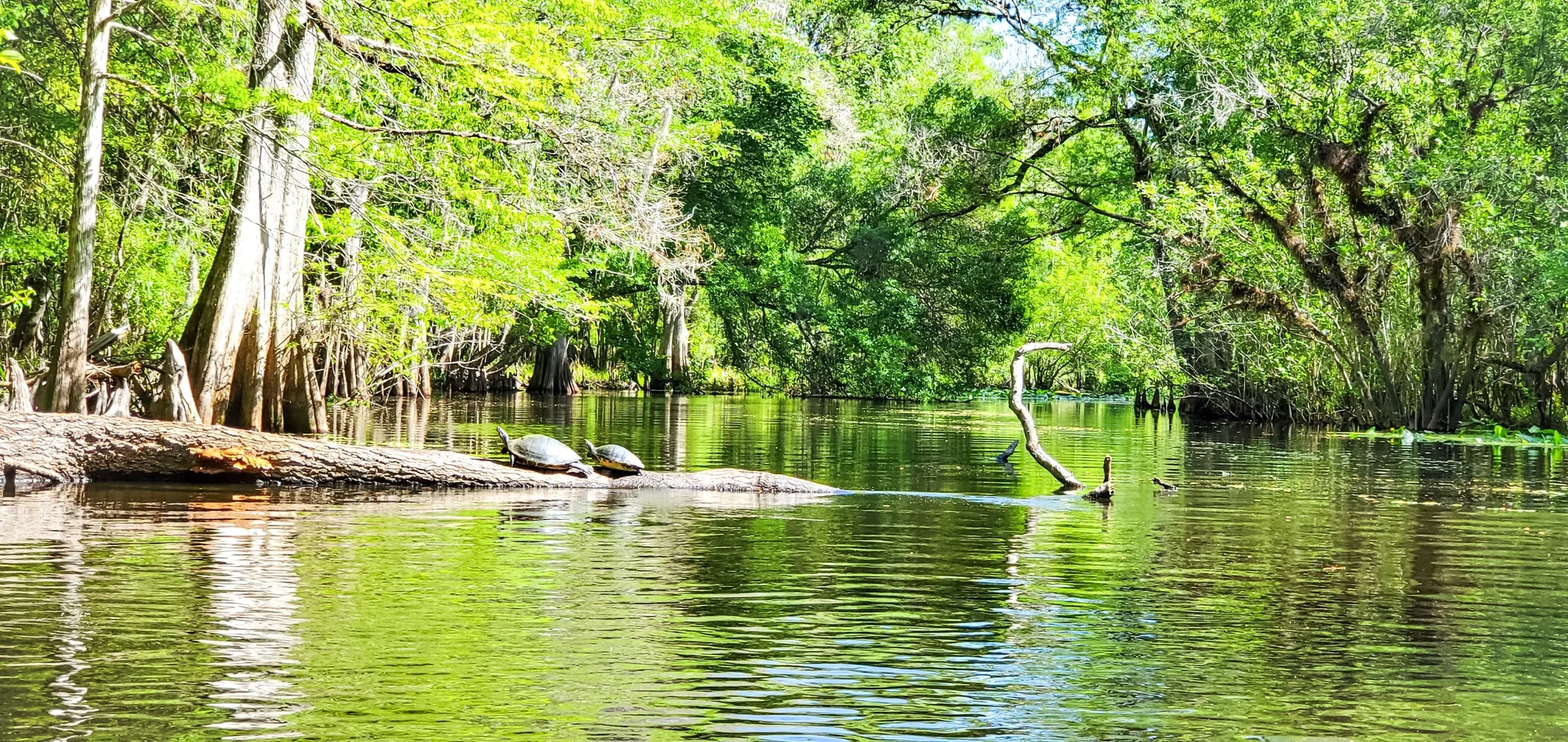 florida ecology