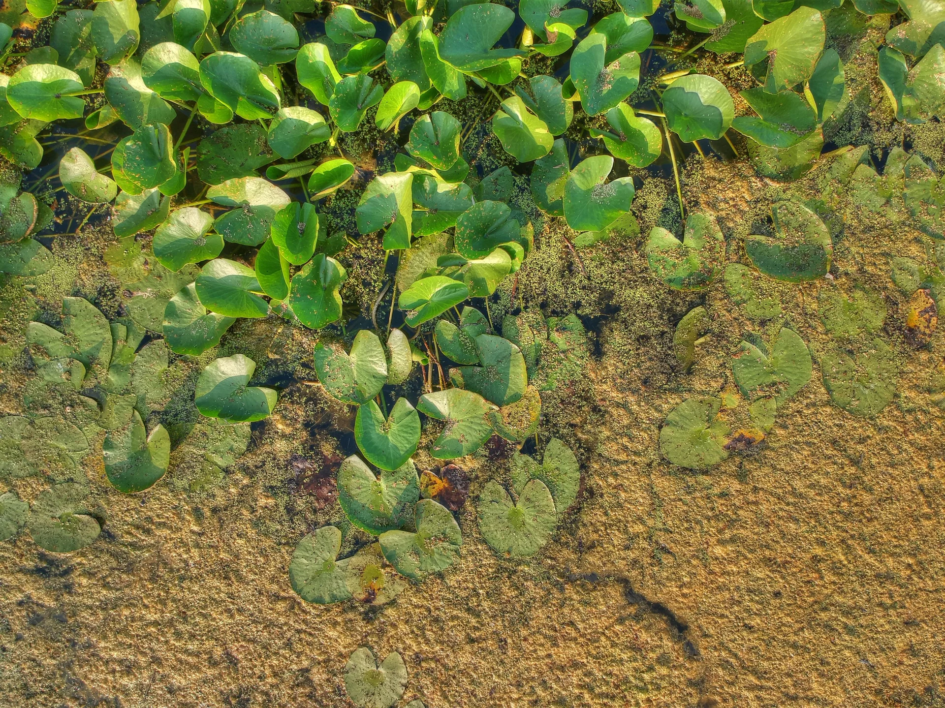 bio swale