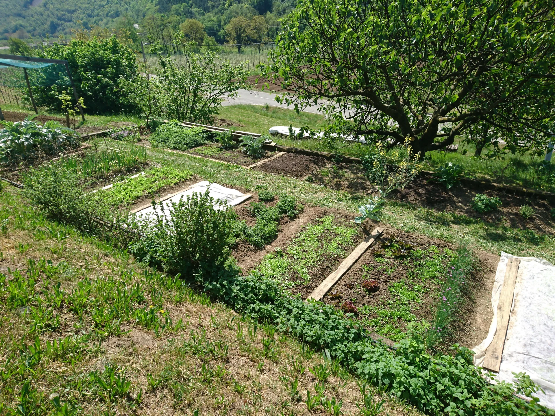 backyard bioswale
