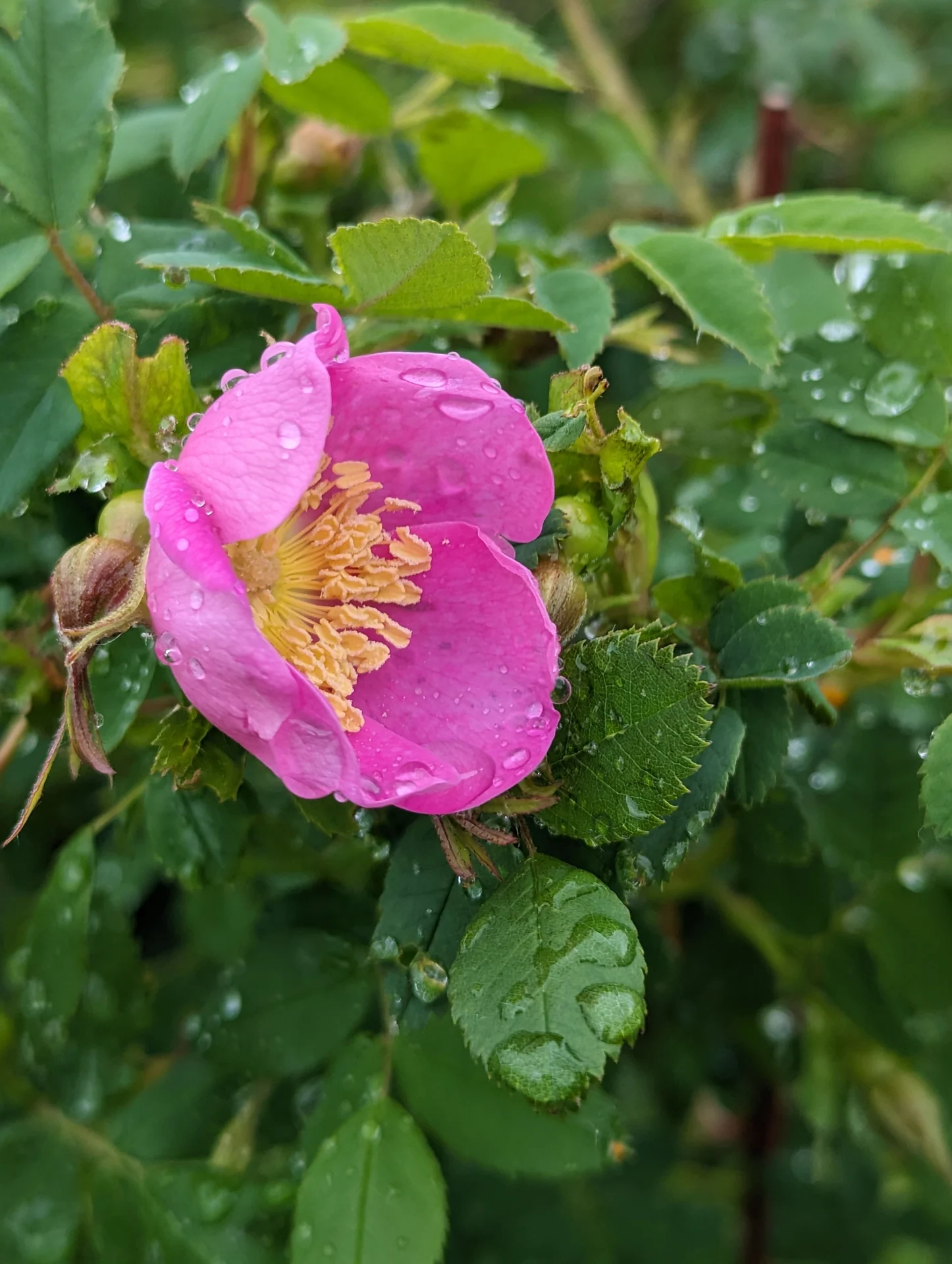 native plants