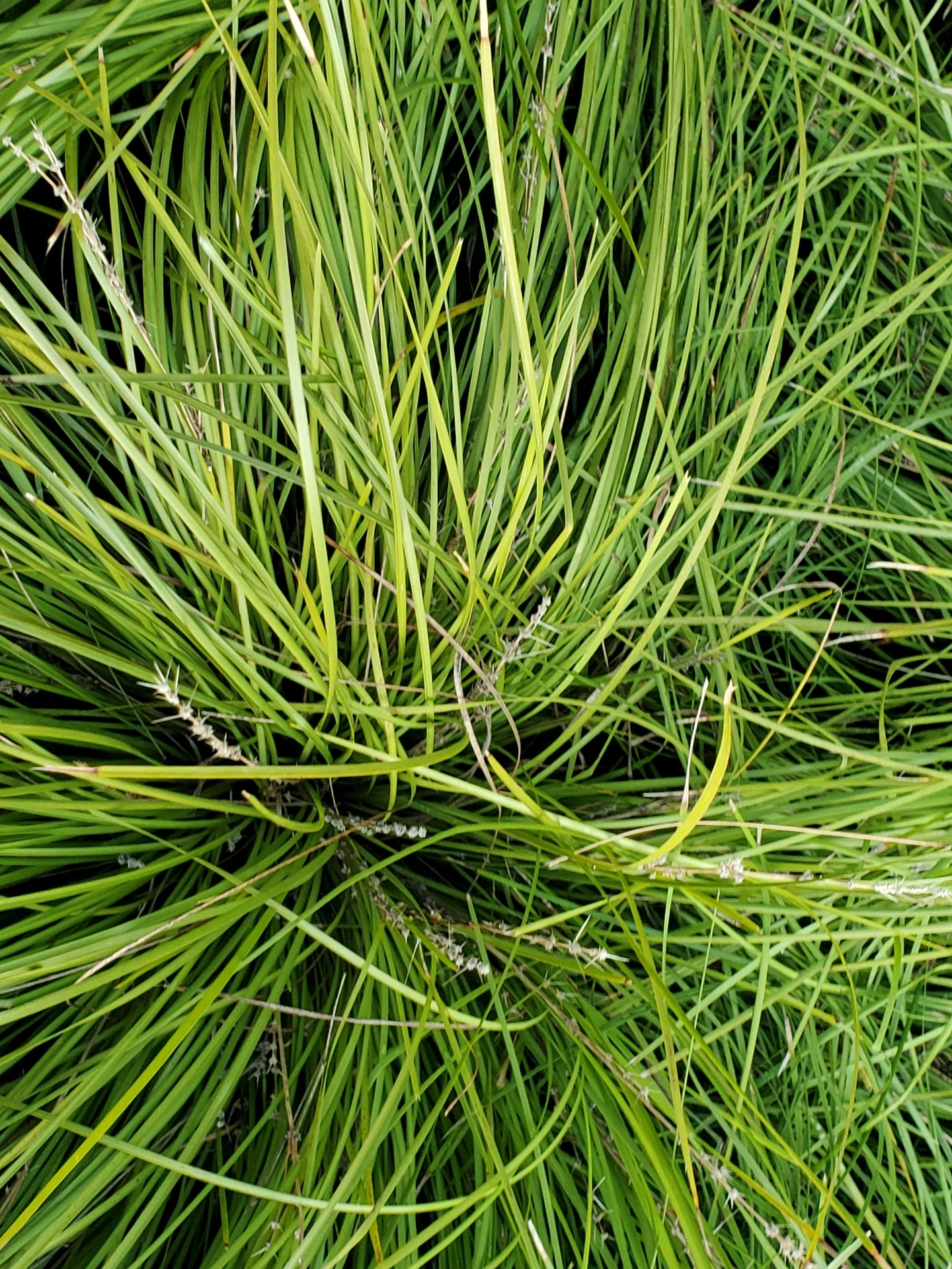 urban bio-swale
