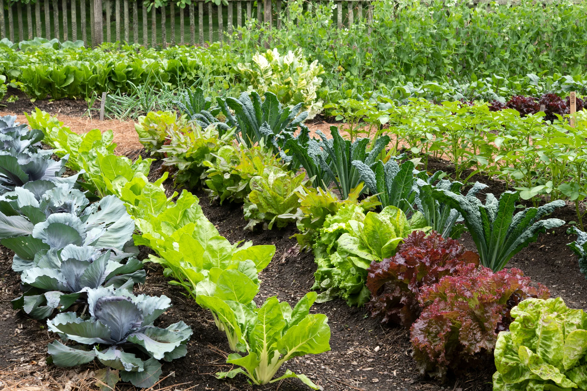 summer garden