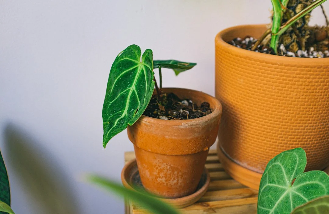 plant health check
