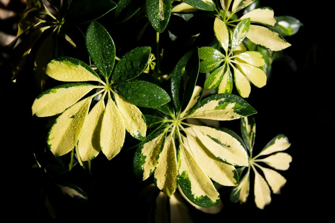 plant selection