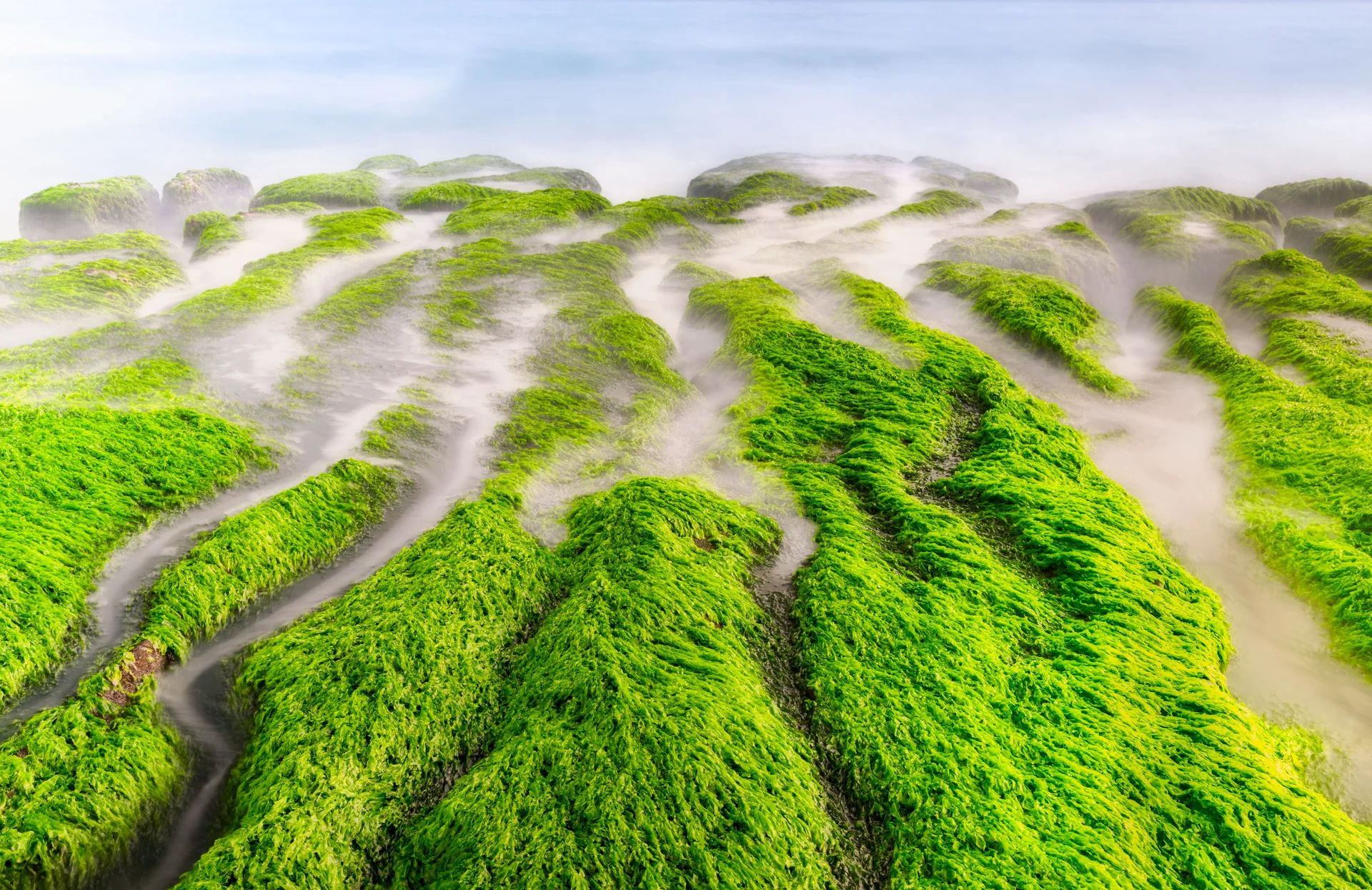 bio-swale plants