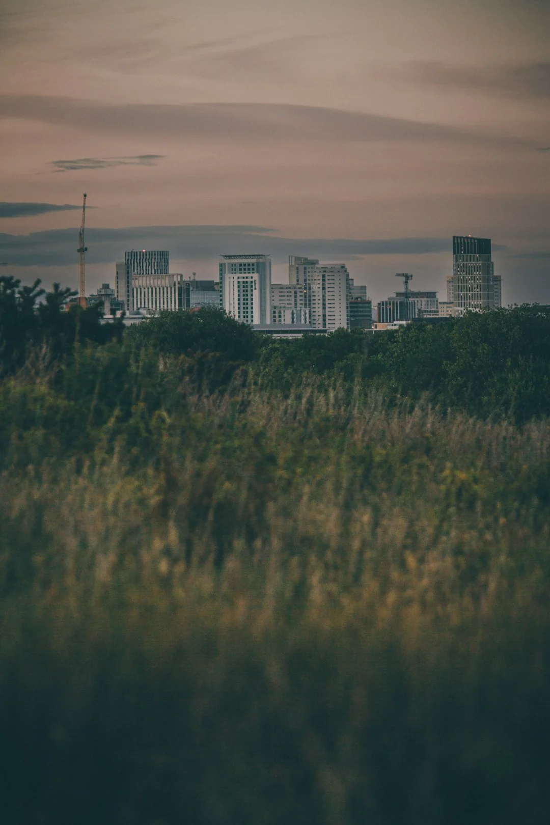 urban biodiversity