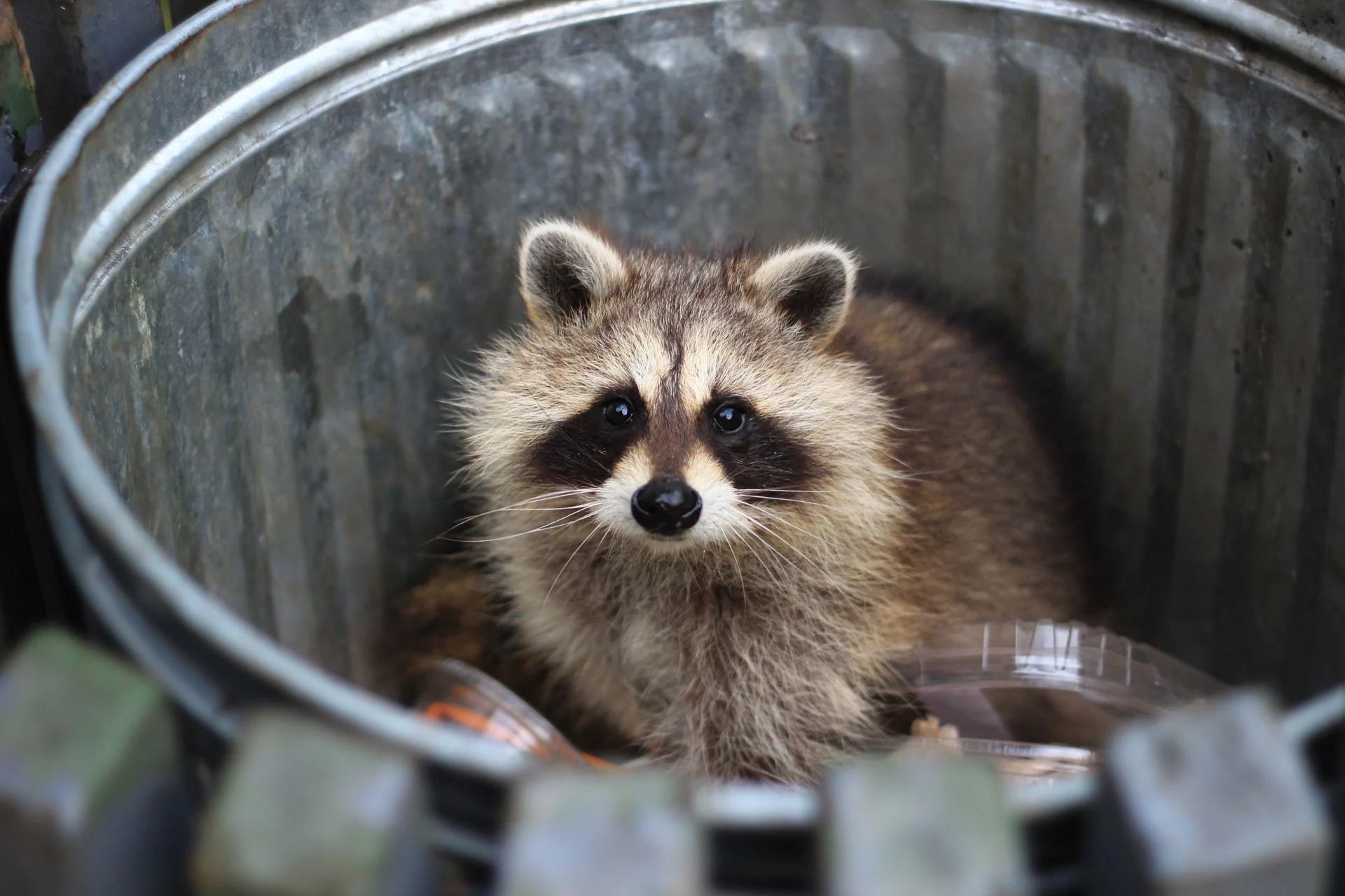 urban wildlife