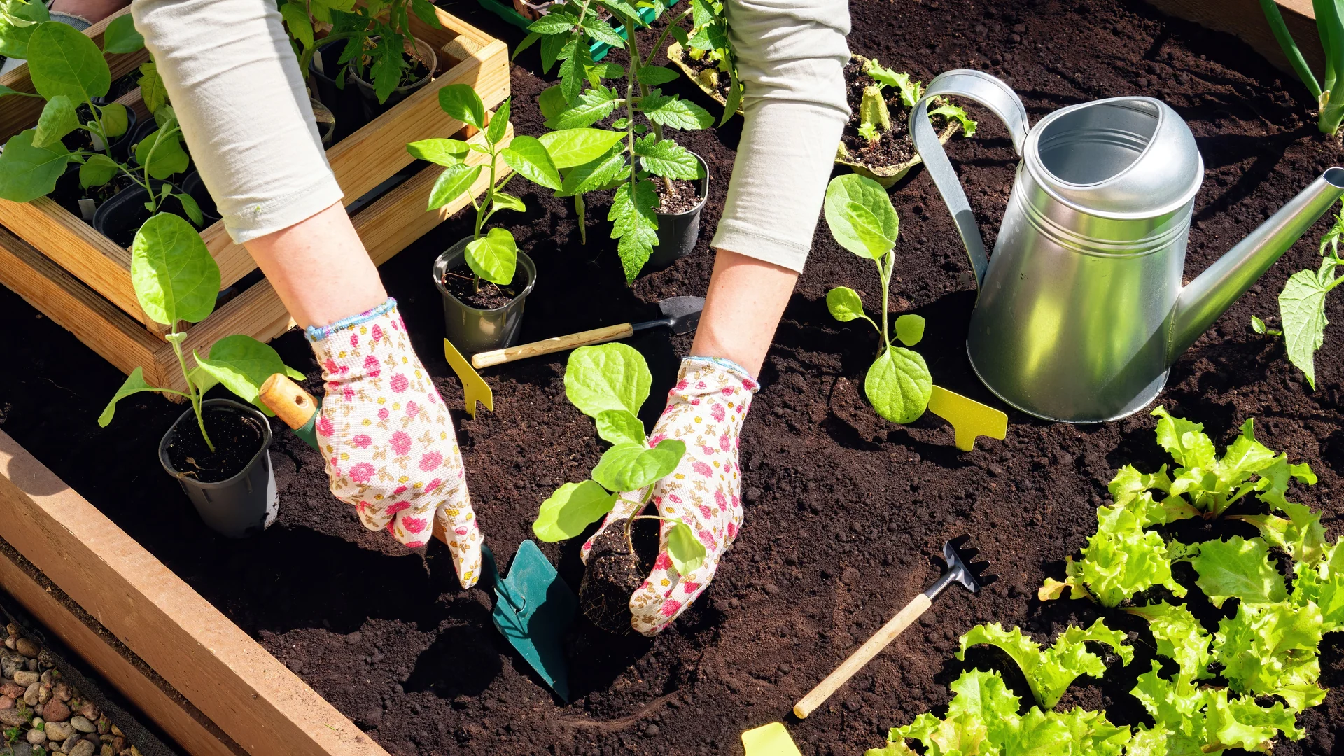 planting garden