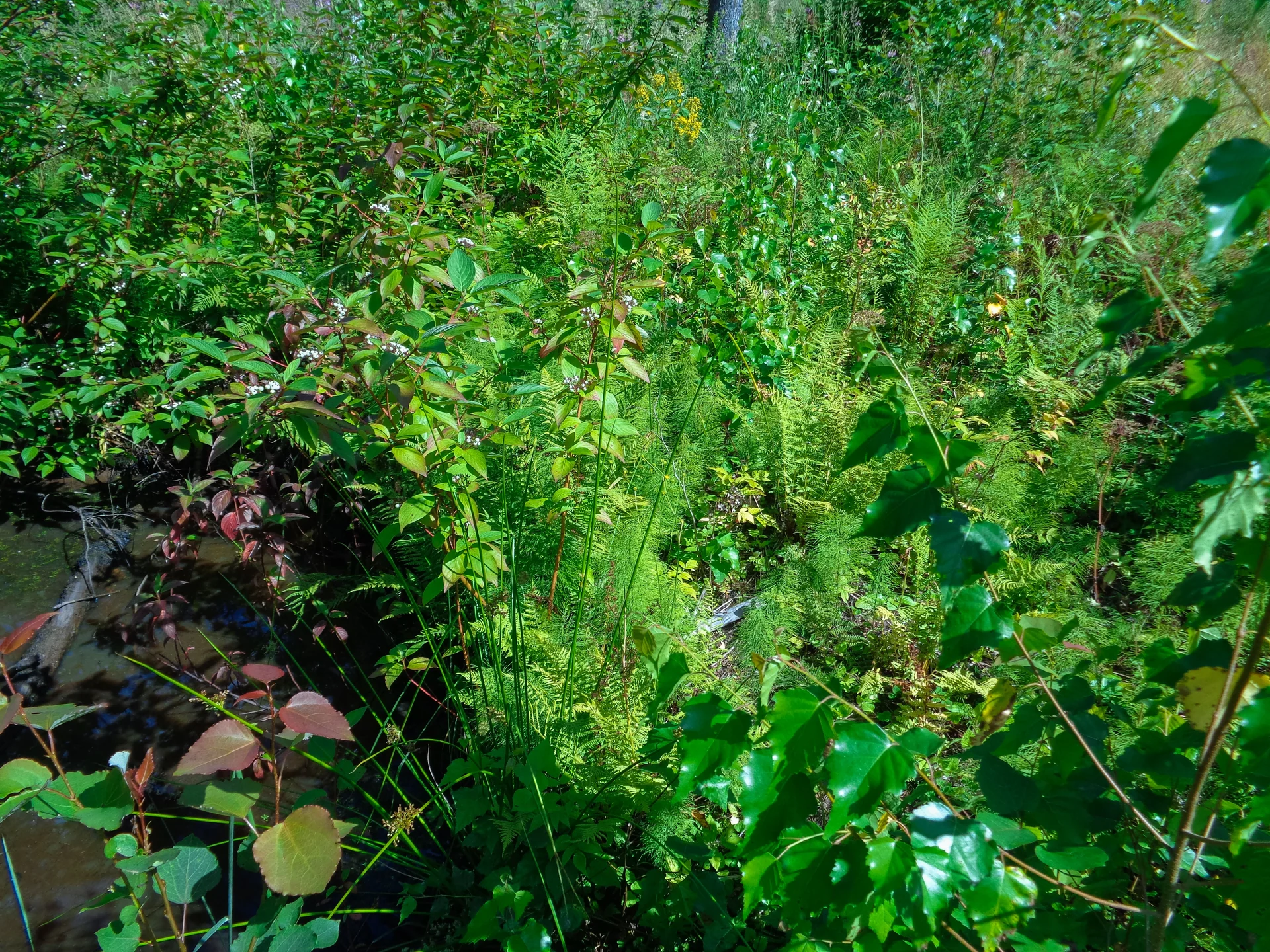 native plants swale